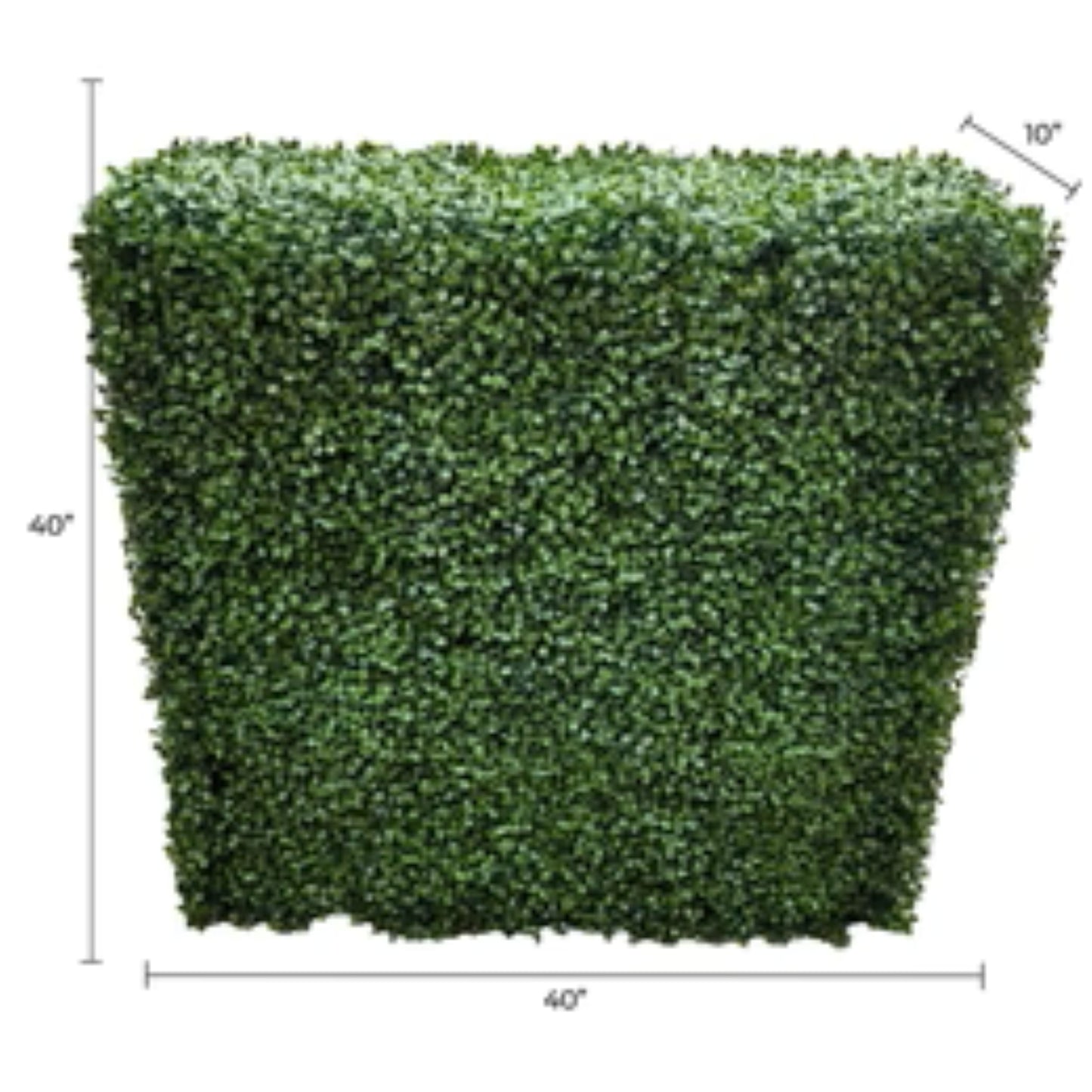 Close-up of two-tone English boxwood foliage on artificial hedge with dimensions