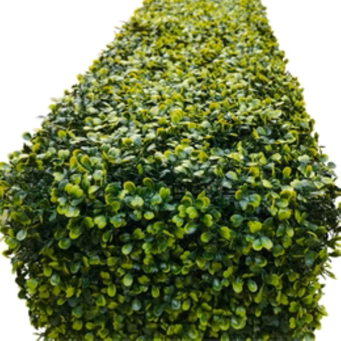 Portable boxwood hedge used as décor or privacy in indoor or outdoor spaces