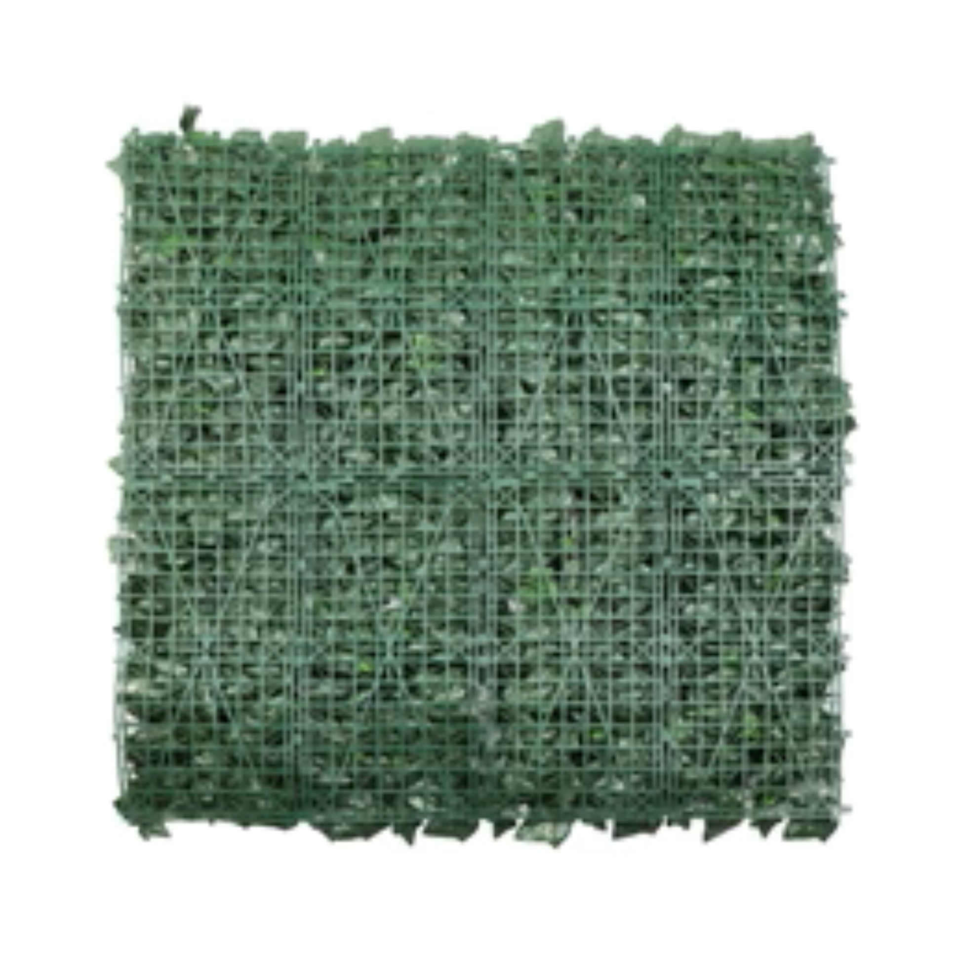 Close-up of dense Boston ivy foliage on artificial green wall back view