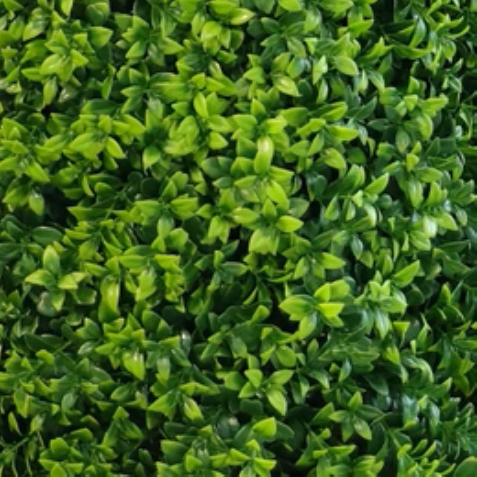 tall artificial boxwood column tree zoom