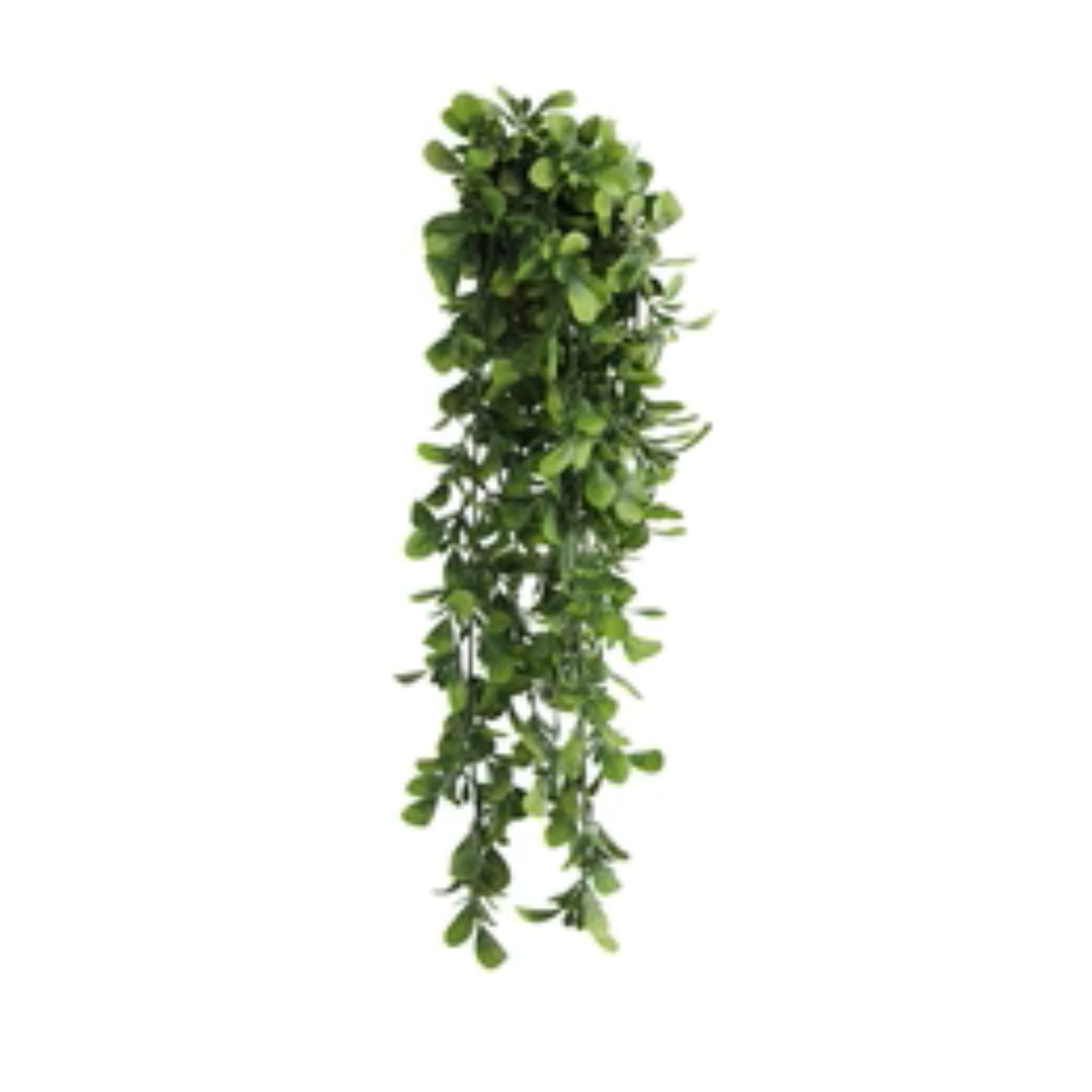Hanging creeping fig greenery for walls, pergolas, and displays