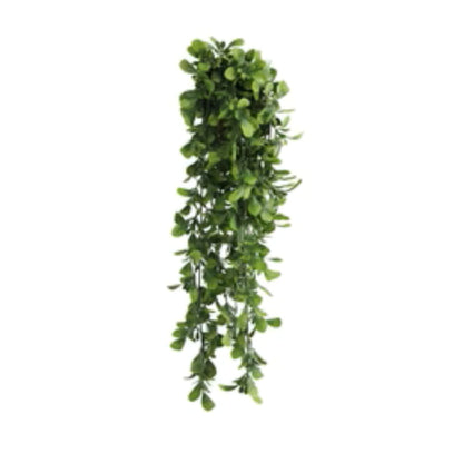 Hanging creeping fig greenery for walls, pergolas, and displays