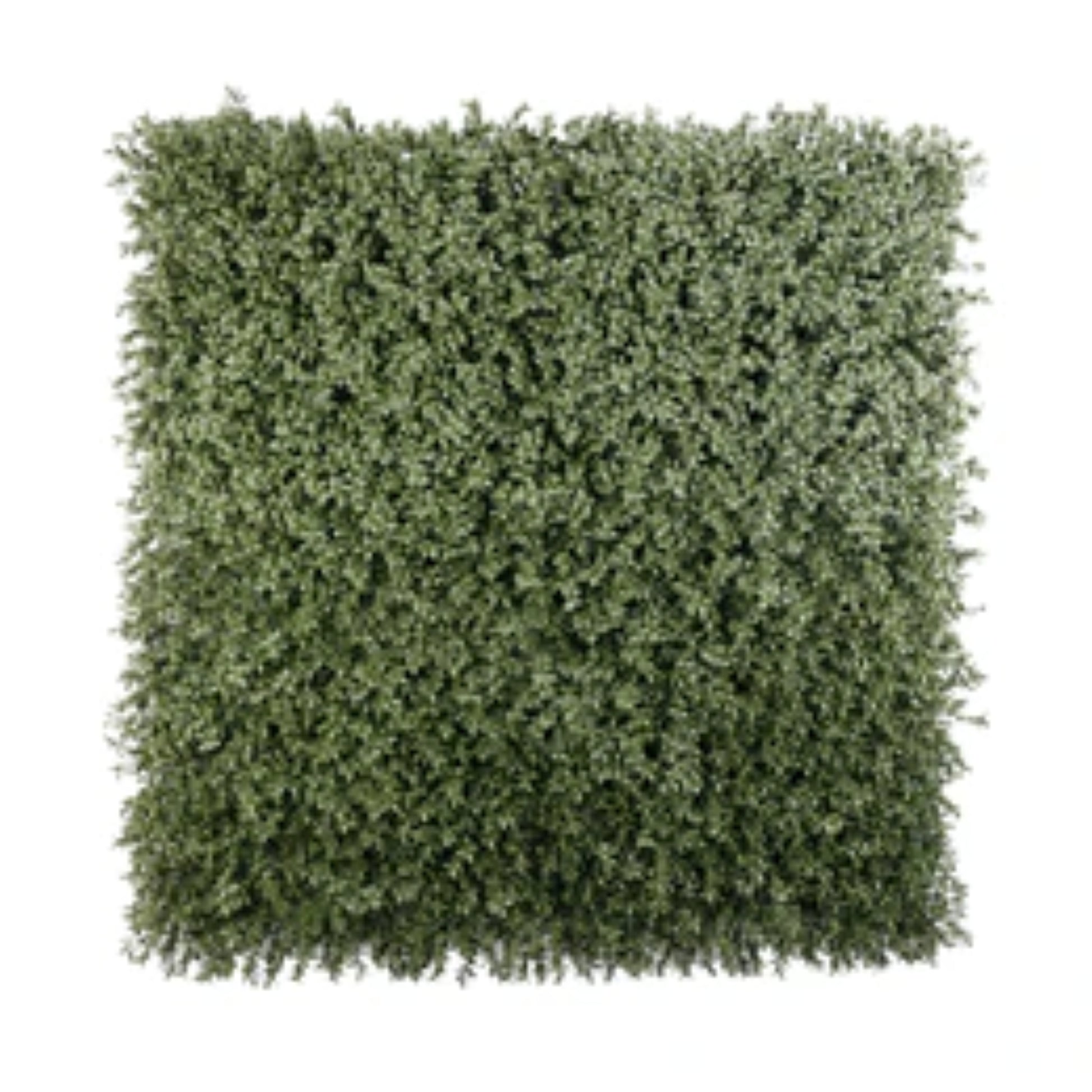 Dark green extra dense boxwood foliage panel measuring 40 by 40 inches