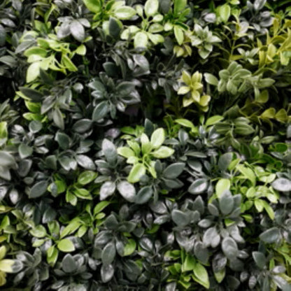Close-up of thick artificial boxwood foliage on commercial green wall panel