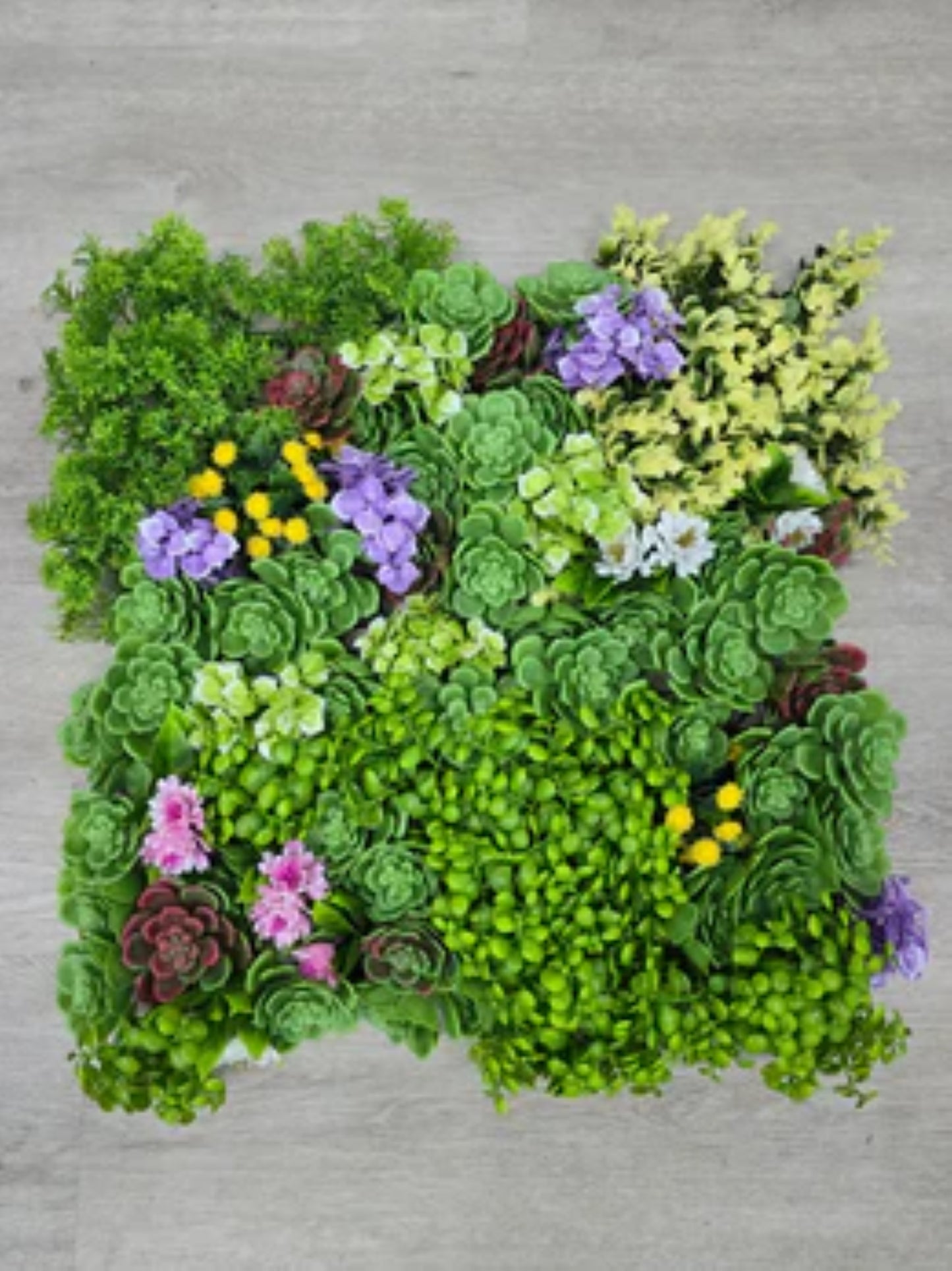 Close-up view of assorted succulents and flowers on artificial green wall