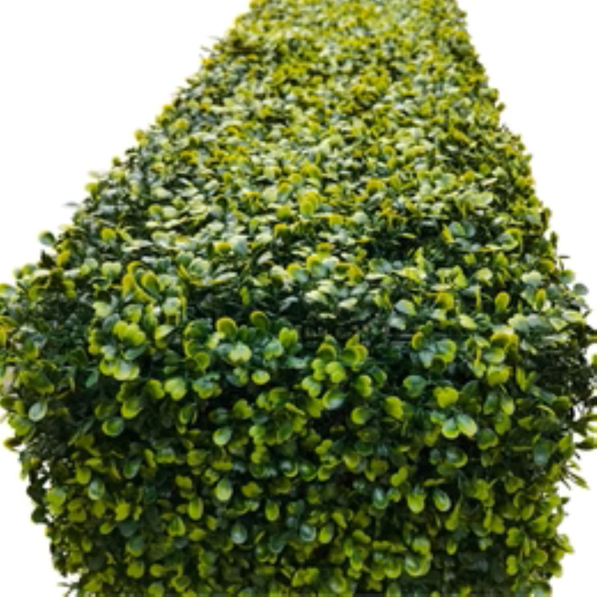 Close-up of light green lifelike boxwood foliage on freestanding hedge