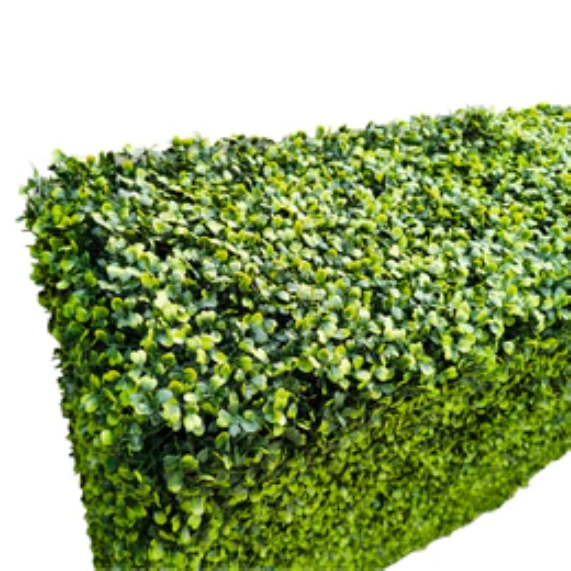 lose-up of dense light green boxwood foliage on artificial hedge