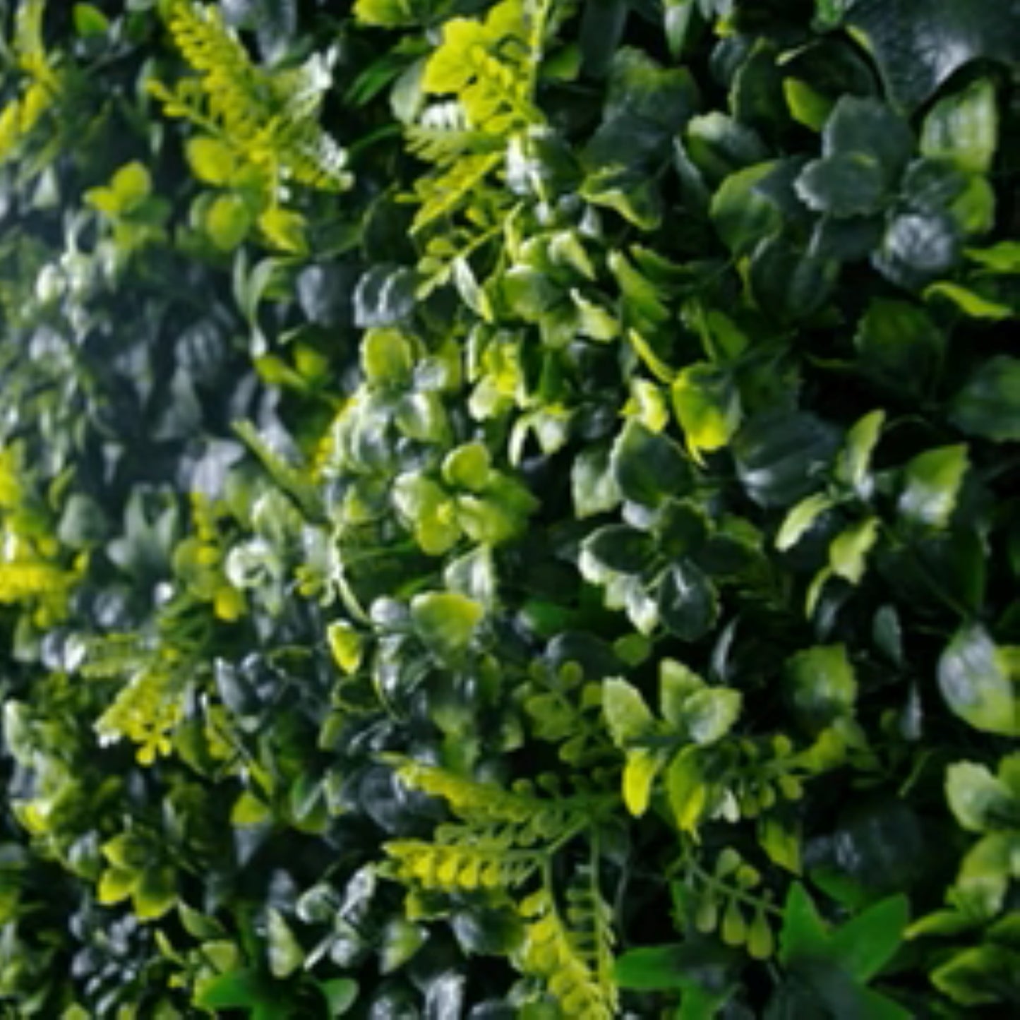 Close-up of mixed ivy and spring foliage on artificial green wall