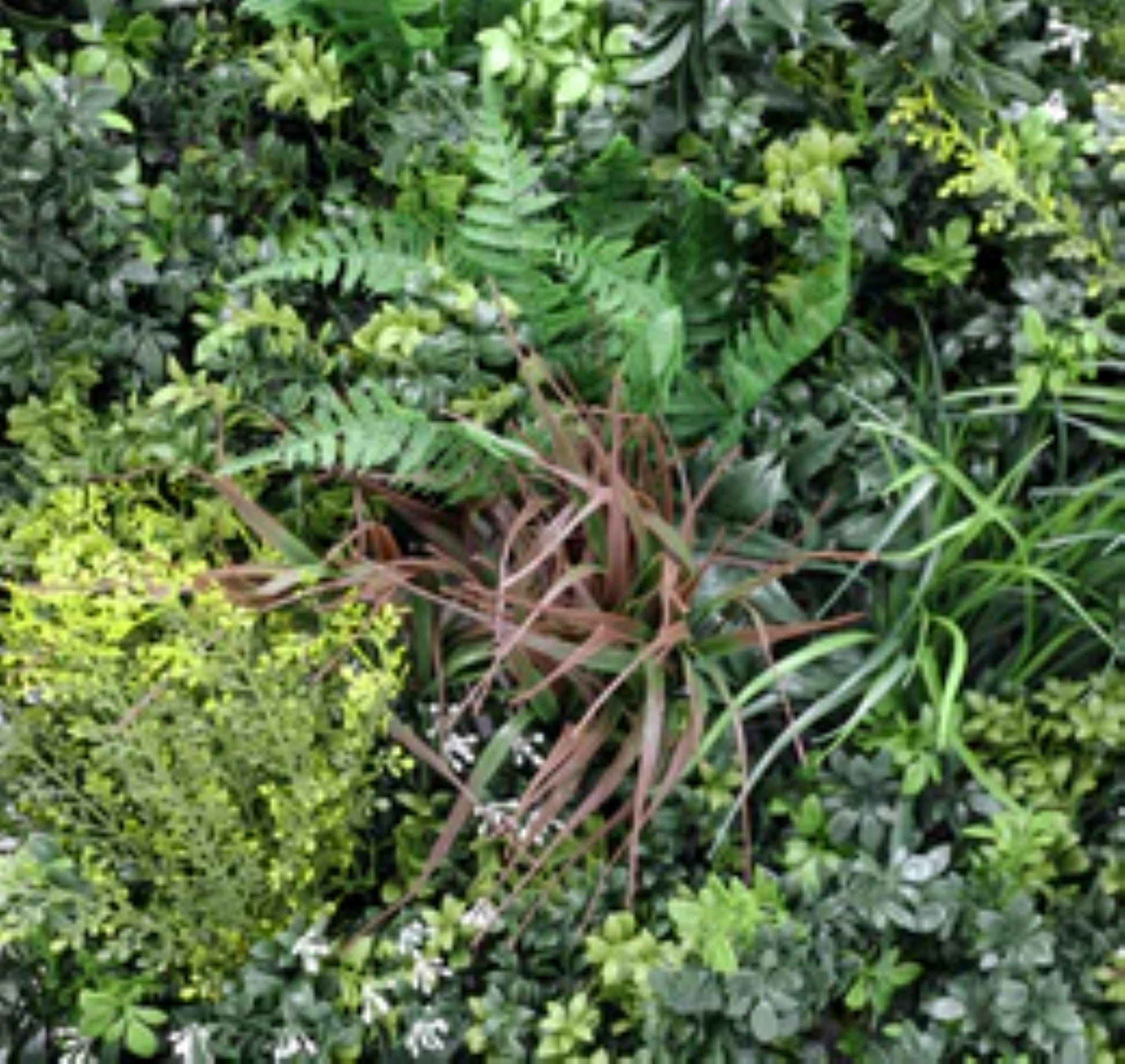 Close-up of dense artificial foliage on Evergreen green wall