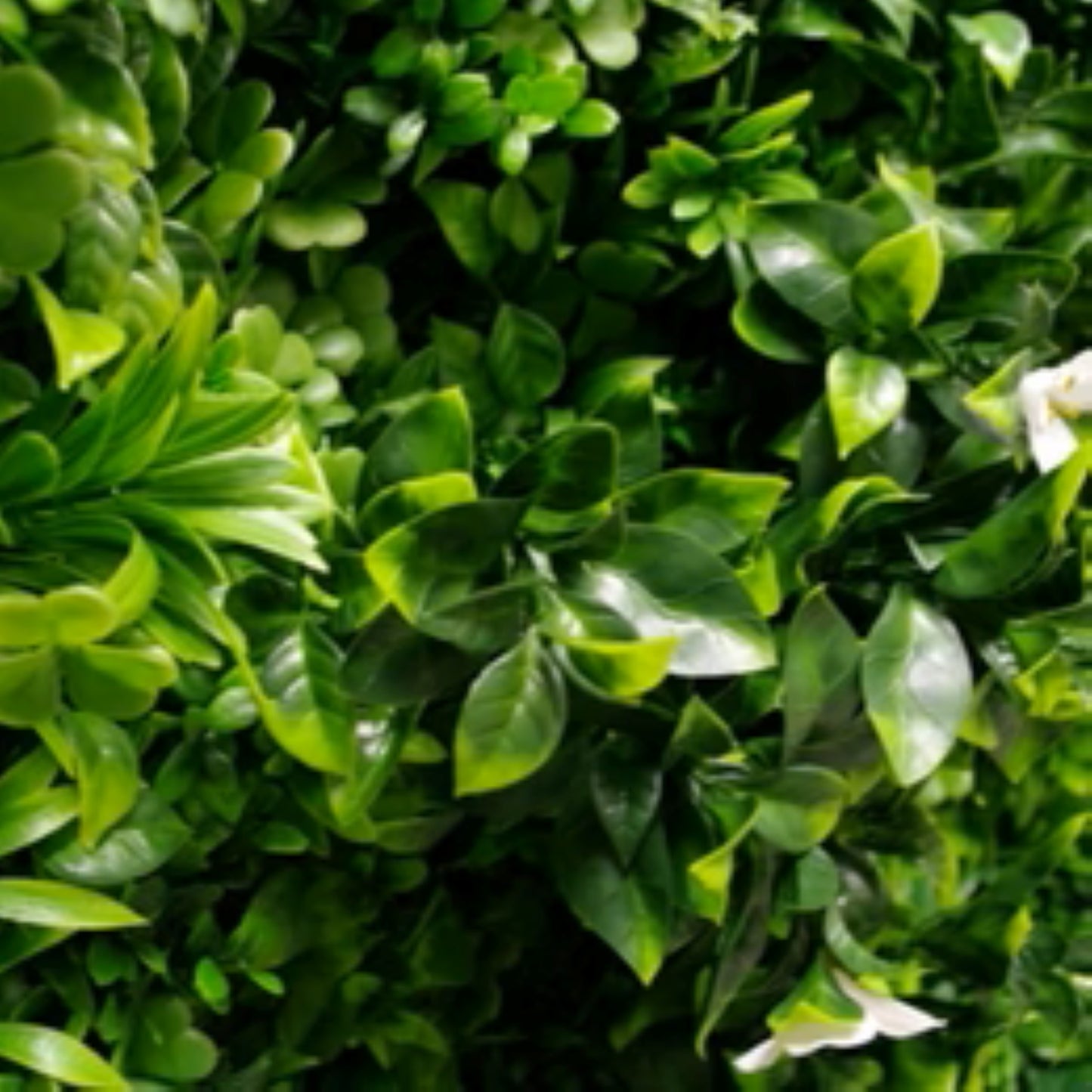 Close-up of green and white foliage on White Oasis artificial green wall