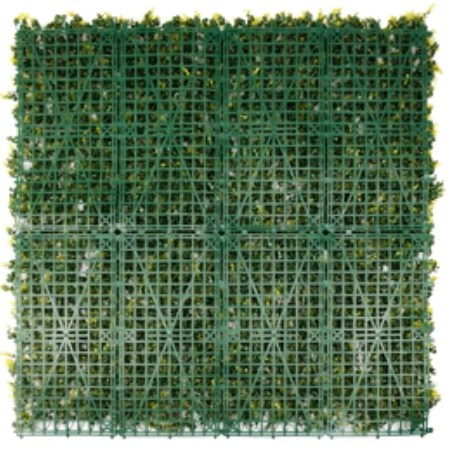 UV-resistant yellow English boxwood wall back view