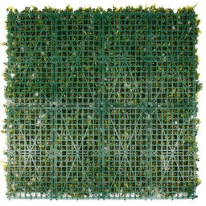 UV-resistant yellow English boxwood wall back view