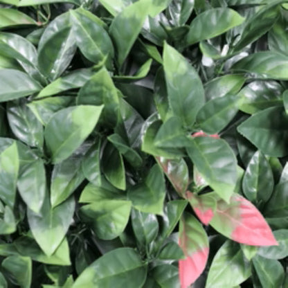 Close-up of green and red Photinia foliage on artificial hedge panel